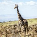 TZA ARU Ngorongoro 2016DEC23 067 : 2016, 2016 - African Adventures, Africa, Arusha, Date, December, Eastern, Month, Ngorongoro, Places, Tanzania, Trips, Year